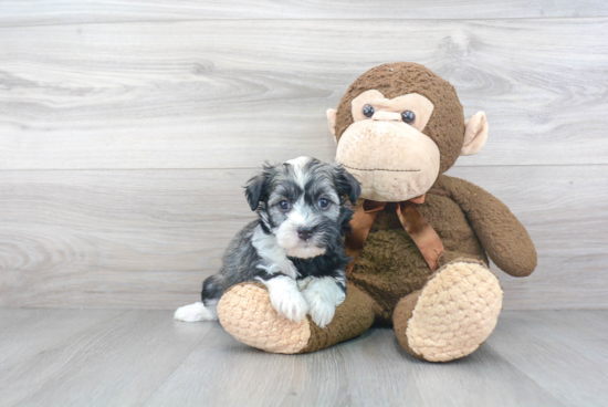 Havanese Pup Being Cute