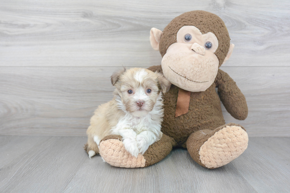 Havanese Pup Being Cute