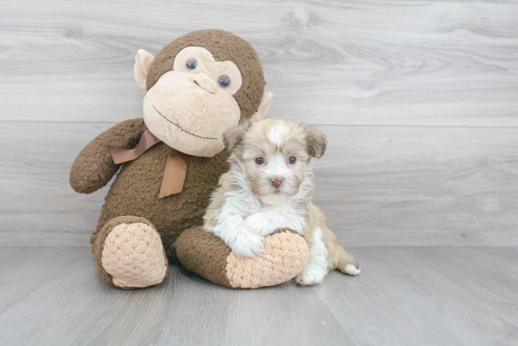Havanese Puppy for Adoption