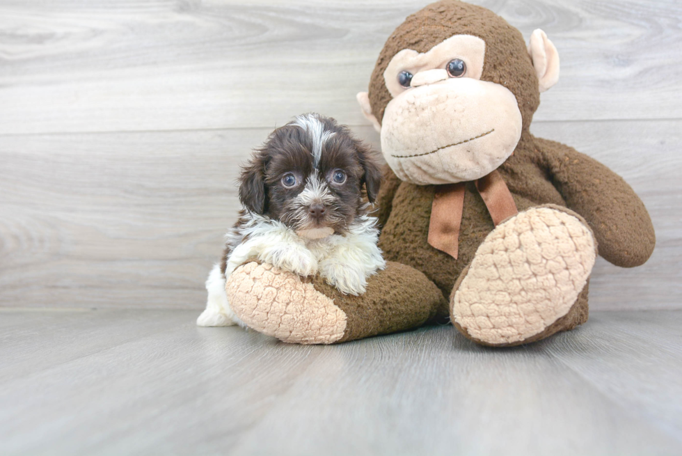 Havanese Pup Being Cute