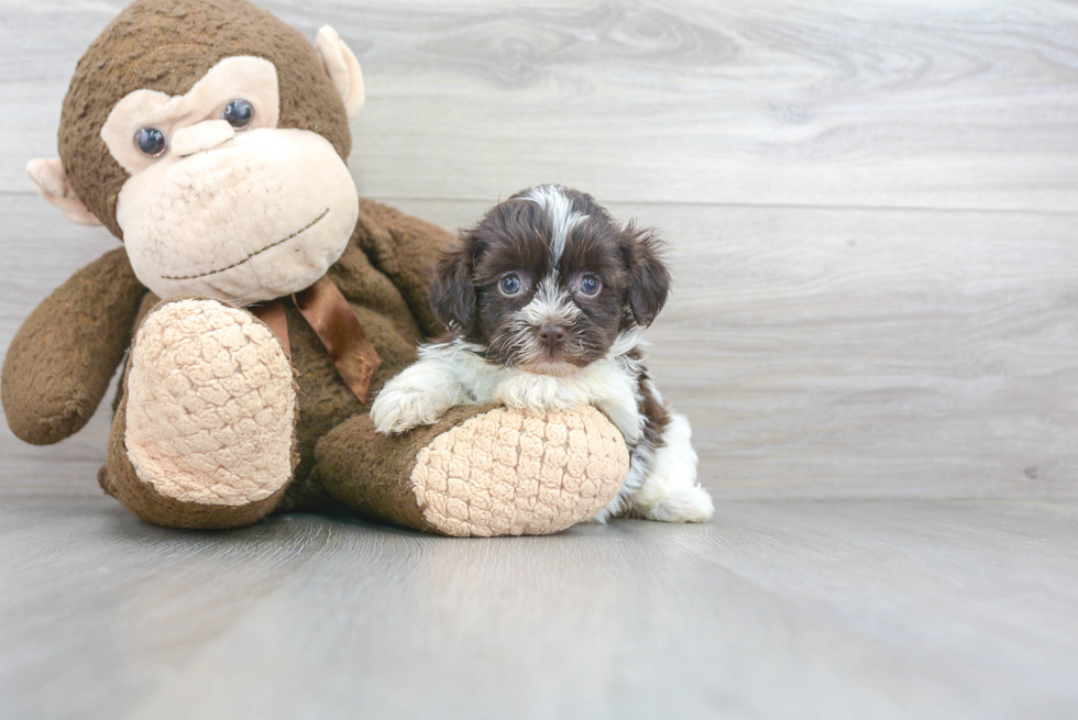 Best Havanese Baby