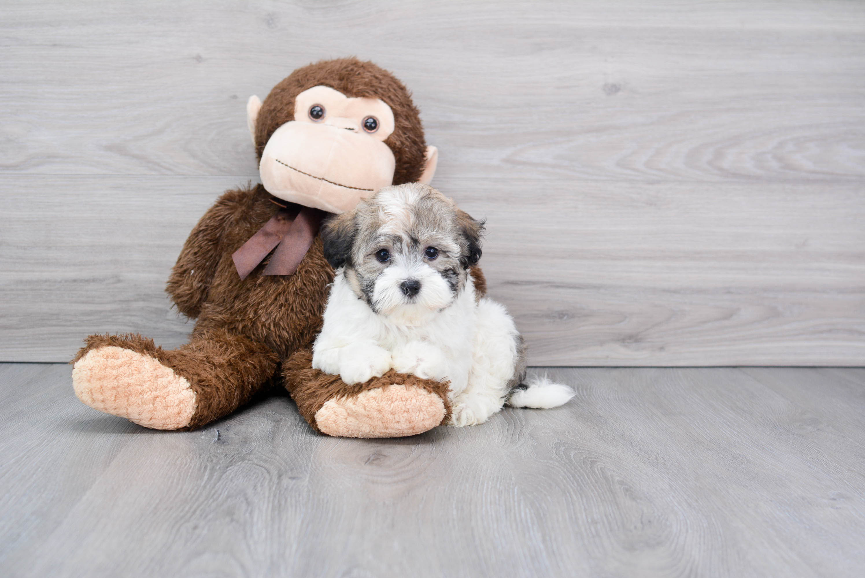 Best Havanese Baby