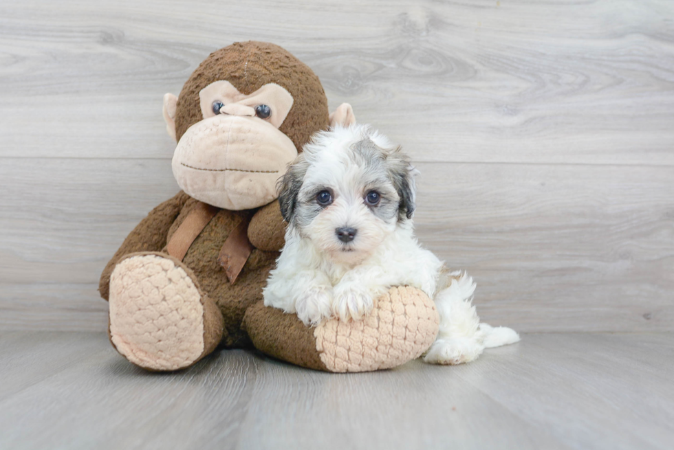 Havanese Puppy for Adoption