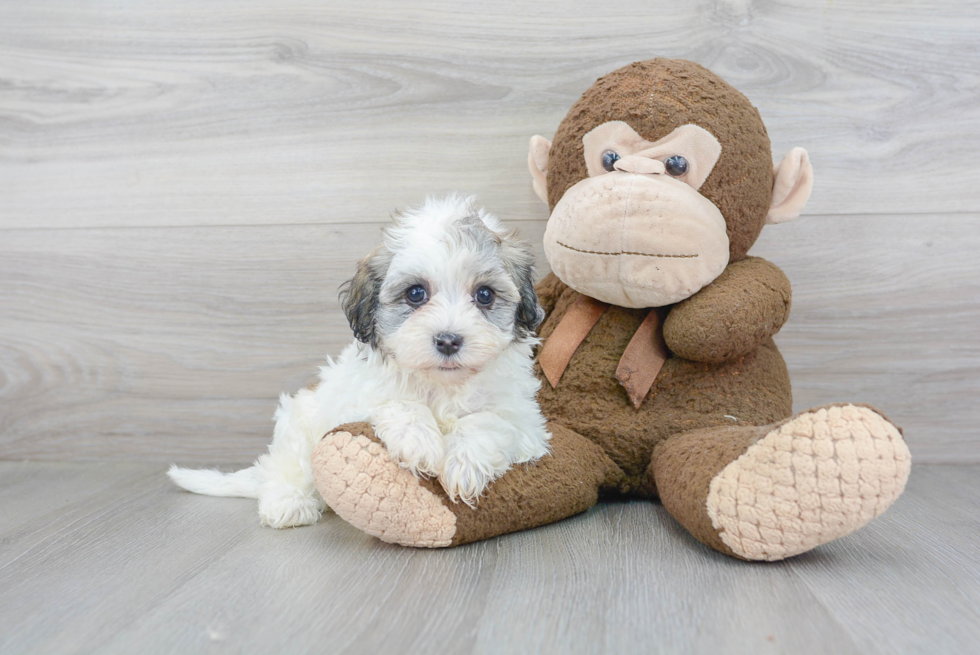 Best Havanese Baby