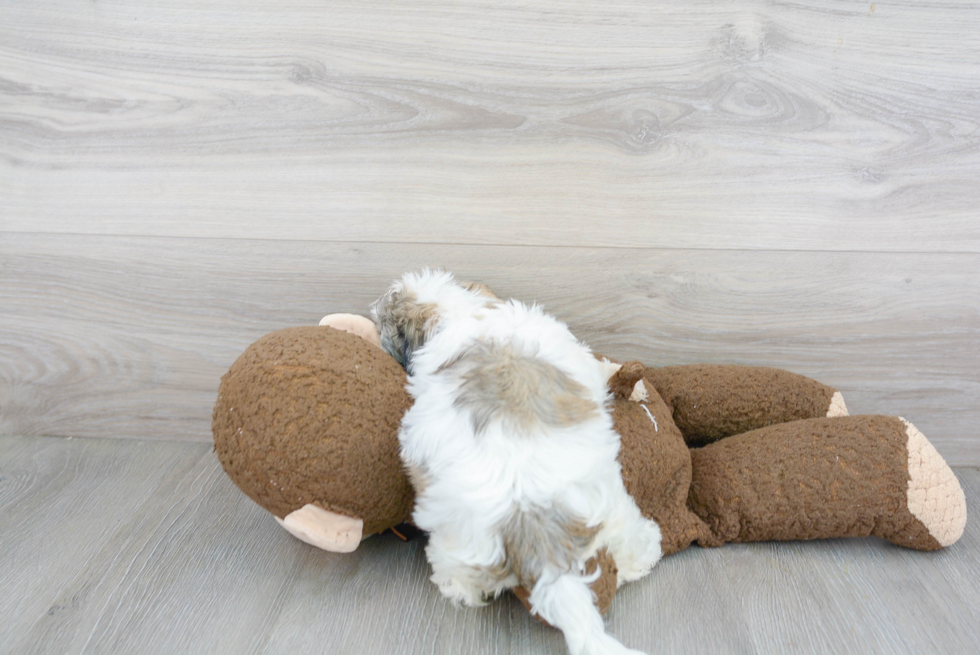 Popular Havanese Purebred Pup