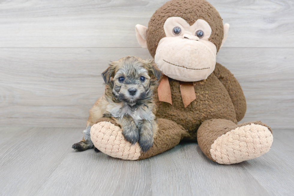 Havanese Pup Being Cute