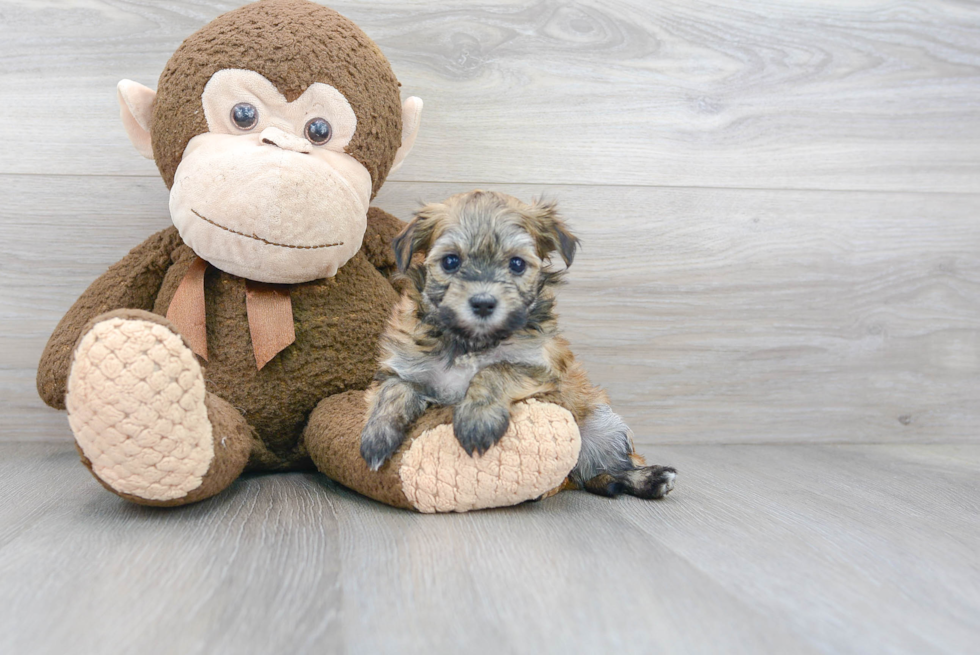 Friendly Havanese Baby