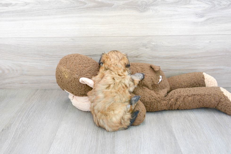 Smart Havanese Purebred Puppy