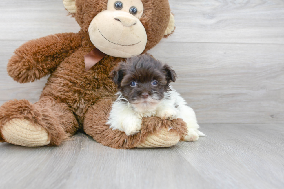 Havanese Pup Being Cute