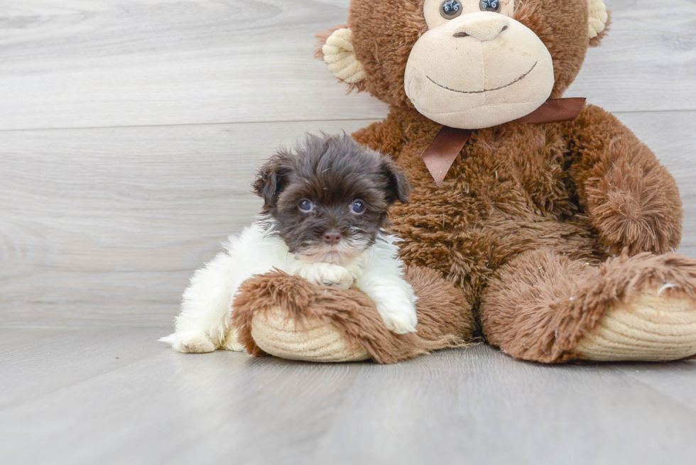 Sweet Havanese Purebred Puppy