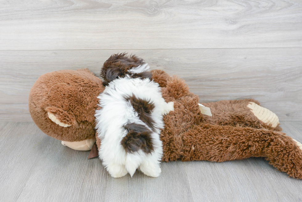 Friendly Havanese Purebred Pup