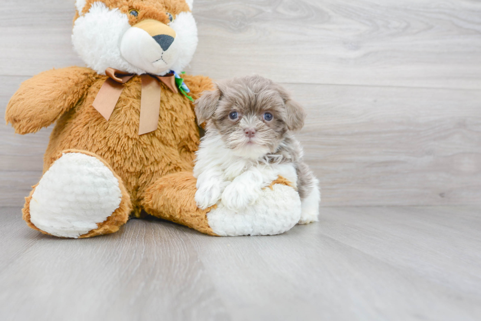 Playful Havanese Purebred Pup