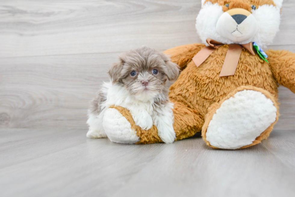 Havanese Puppy for Adoption