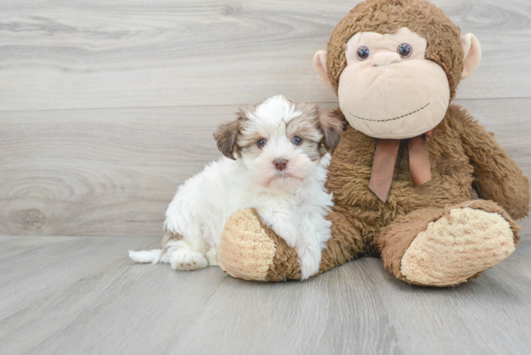 Funny Havanese Baby