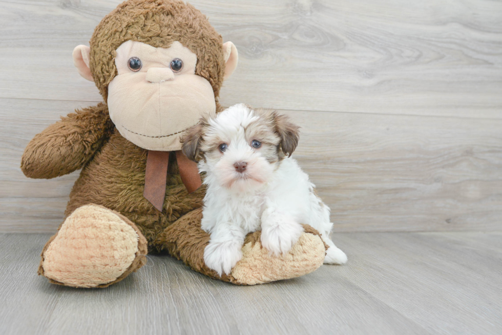 Best Havanese Baby