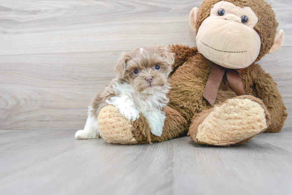 Havanese Pup Being Cute