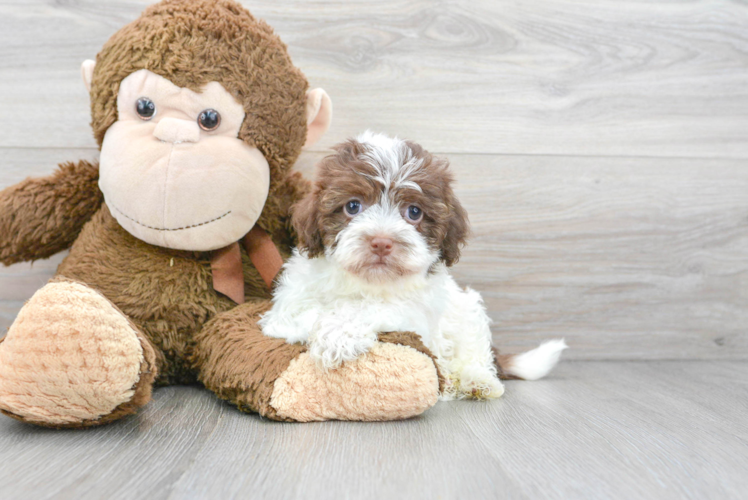 Havanese Pup Being Cute