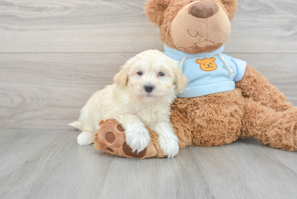 Playful Havanese Purebred Pup