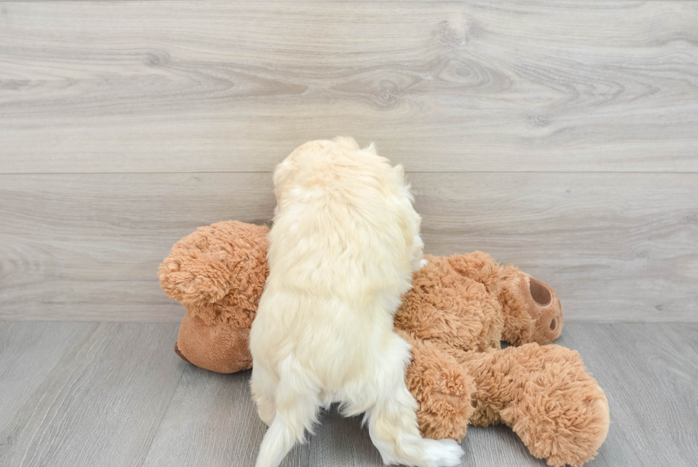 Small Havanese Purebred Pup