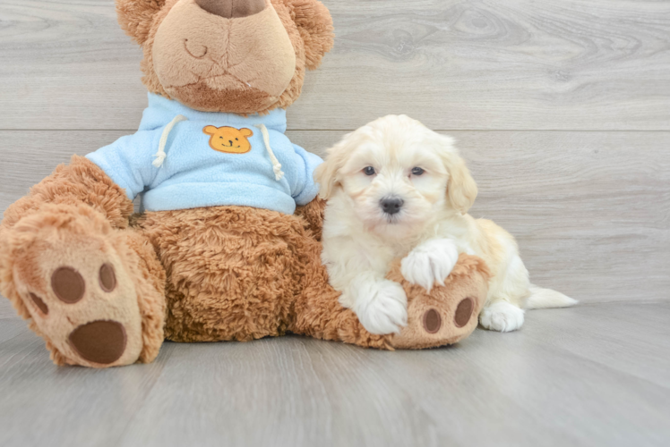 Funny Havanese Baby