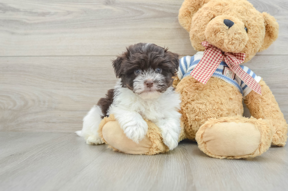 6 week old Havanese Puppy For Sale - Premier Pups