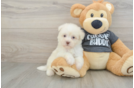 Best Havanese Baby