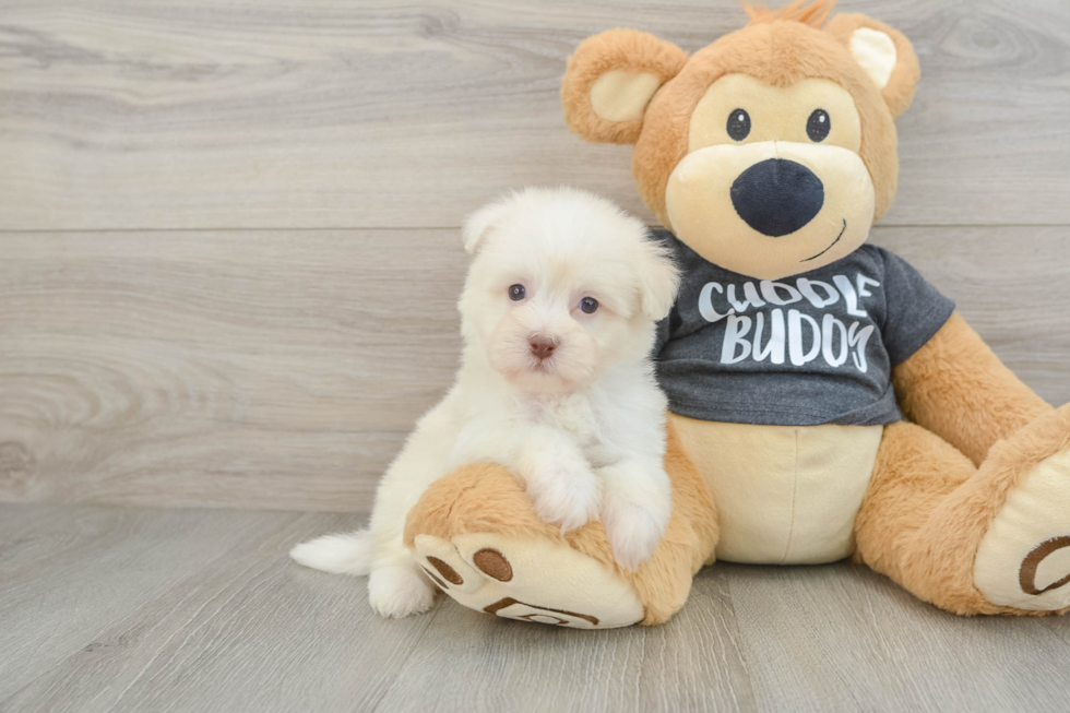 Best Havanese Baby