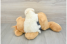 Friendly Havanese Baby