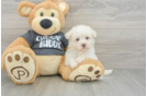 Havanese Pup Being Cute