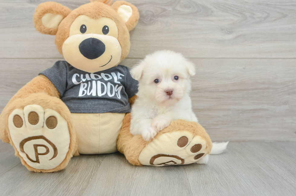 6 week old Havanese Puppy For Sale - Premier Pups