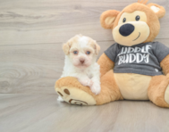 5 week old Havanese Puppy For Sale - Premier Pups