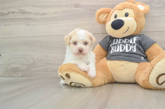 Havanese Pup Being Cute