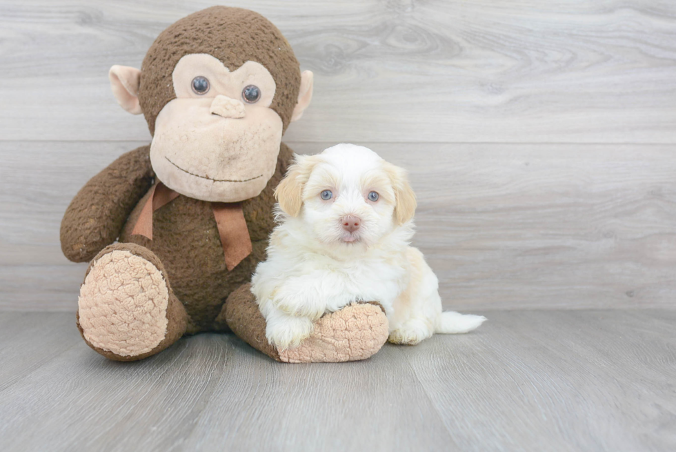 Funny Havanese Baby