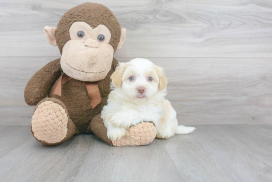 Funny Havanese Baby