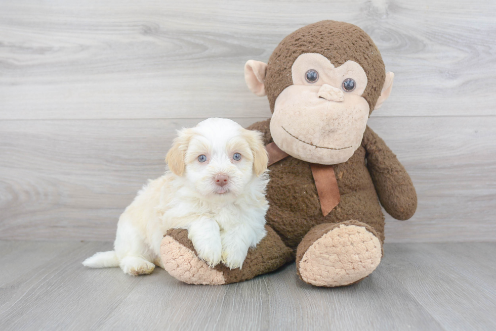 Havanese Pup Being Cute