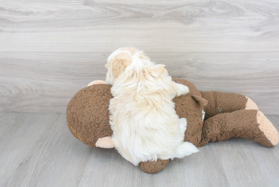 Playful Havanese Baby