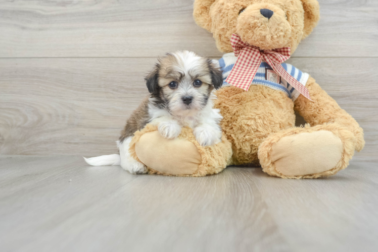 Energetic Bichon Havanes Purebred Puppy