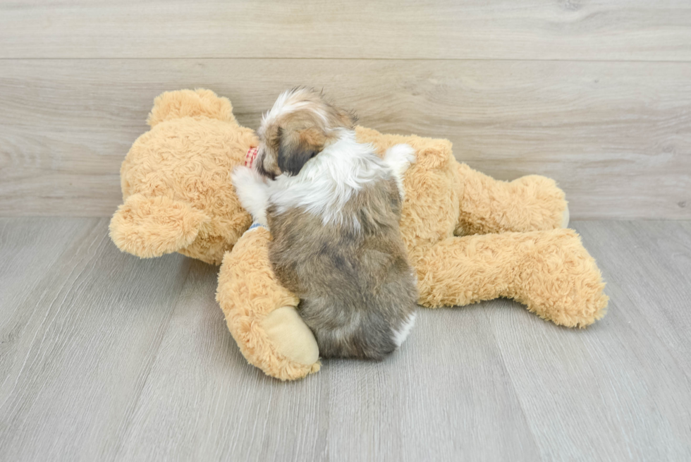 Playful Havanese Baby