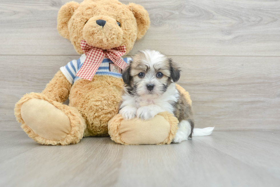 Cute Havanezer Purebred Puppy