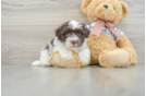 Adorable Bichon Habanero Purebred Puppy