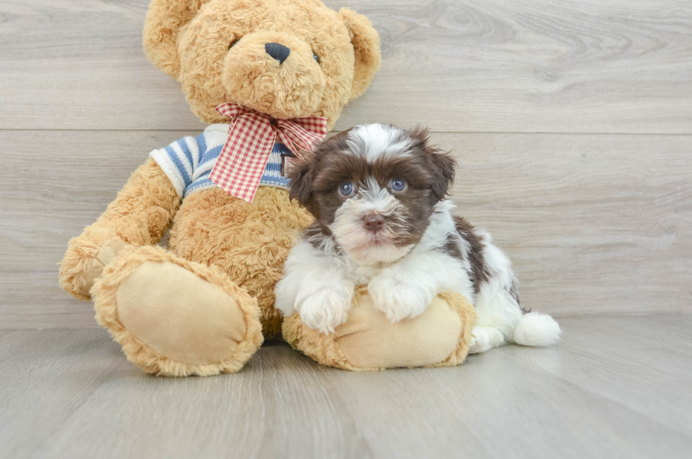 6 week old Havanese Puppy For Sale - Premier Pups