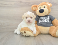 5 week old Havanese Puppy For Sale - Premier Pups