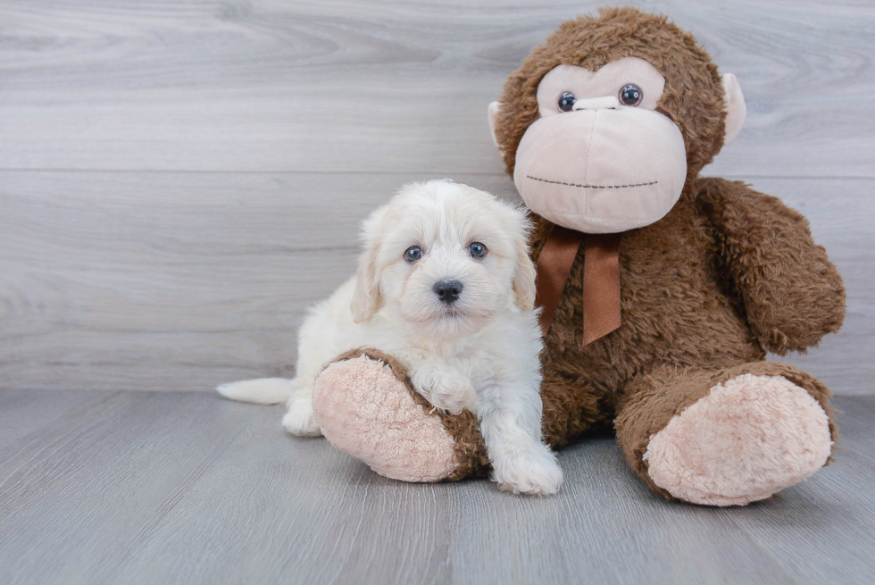 Havanese Pup Being Cute