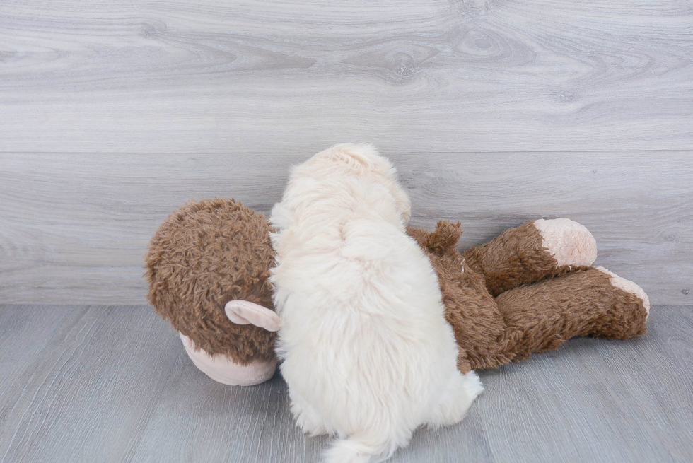 Adorable Havanese Purebred Puppy