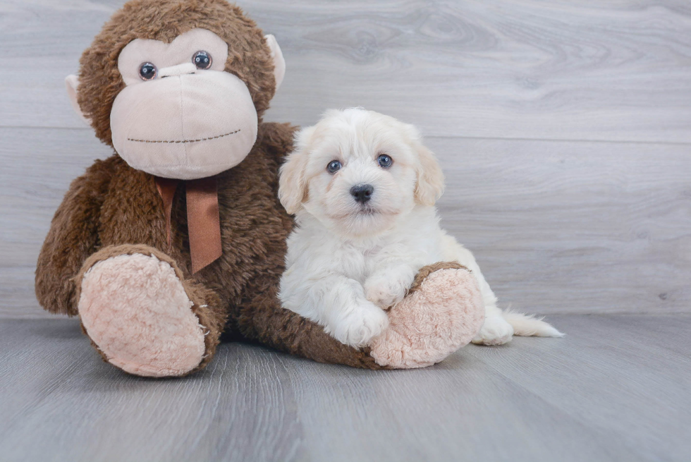 Havanese Puppy for Adoption