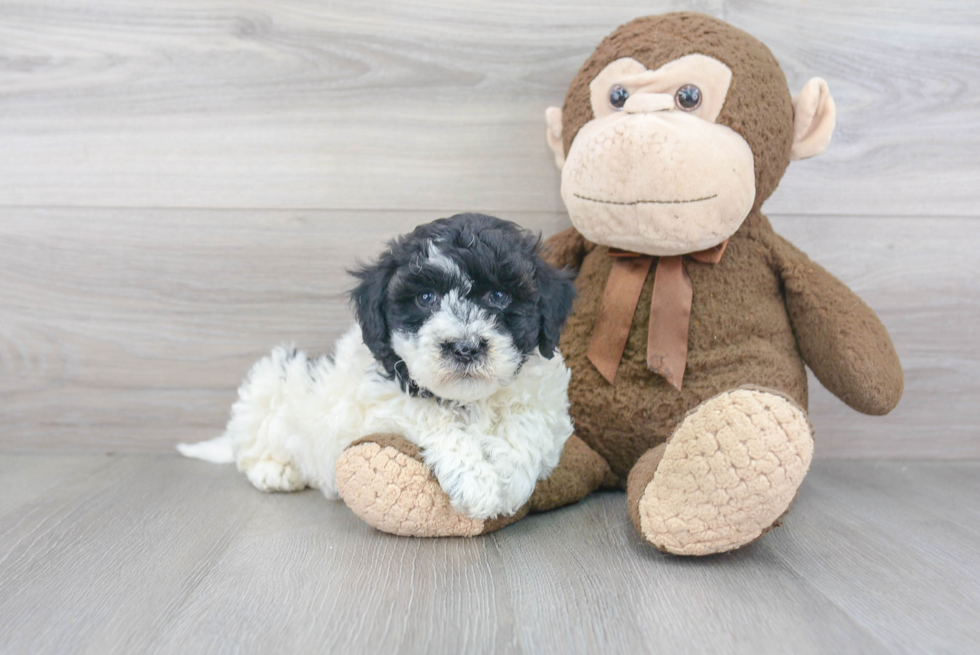 Adorable Havanese Purebred Puppy