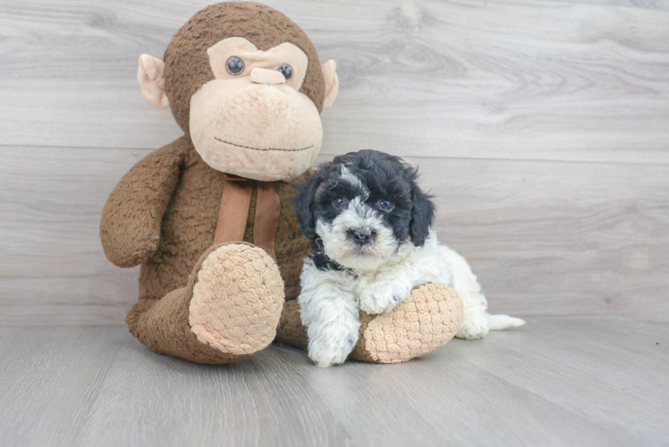 Sweet Havanese Purebred Puppy