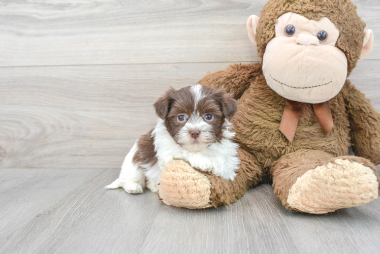 Akc Registered Havanese Purebred Pup
