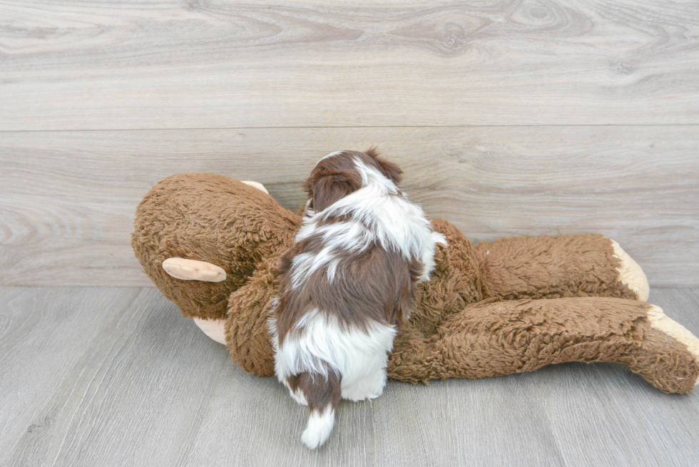 Havanese Puppy for Adoption