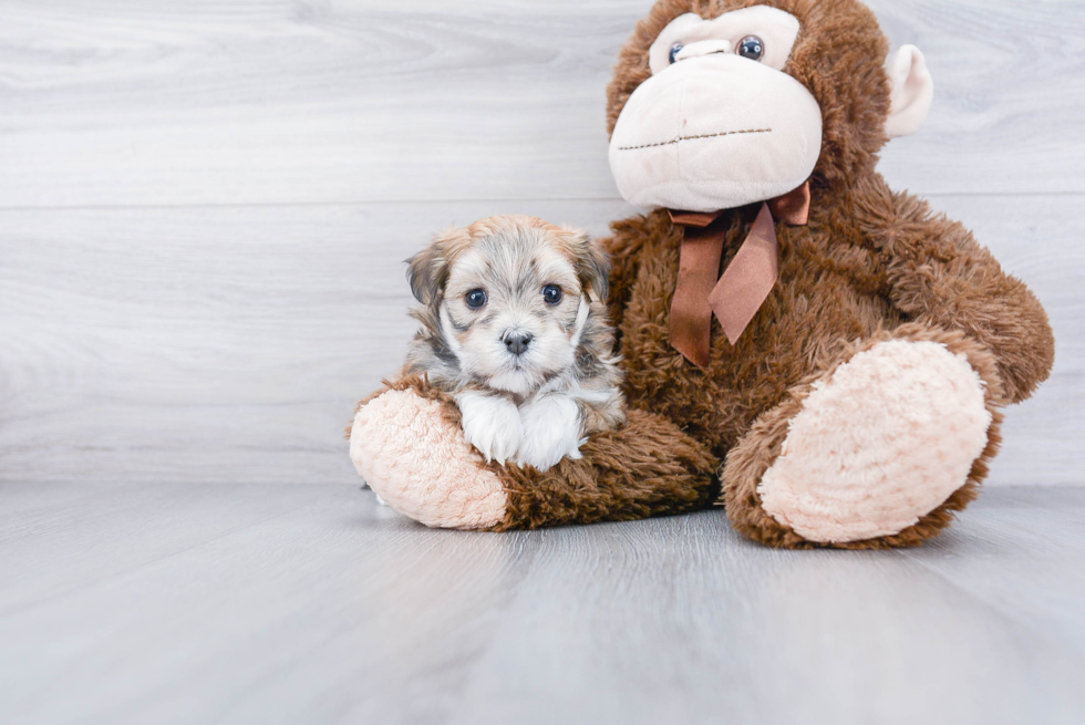 Funny Havanese Purebred Pup